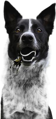 Show full view: Littlearth Ball Launcher Dog Toy, Jacksonville Jaguars slide 3 of 5