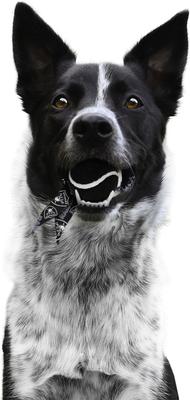 Show full view: Littlearth Ball Launcher Dog Toy, Las Vegas Raiders slide 4 of 6