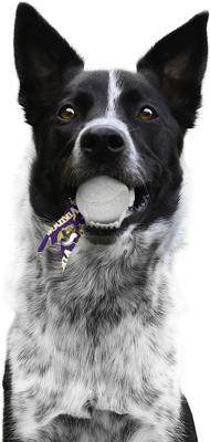Show full view: Littlearth Ball Launcher Dog Toy, Minnesota Vikings slide 4 of 6