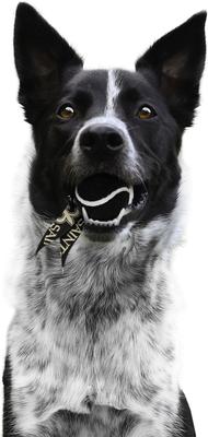 Show full view: Littlearth Ball Launcher Dog Toy, New Orleans Saints slide 3 of 5