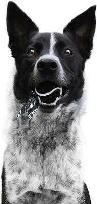 Show full view: Littlearth Ball Launcher Dog Toy, Philadelphia Eagles slide 3 of 5
