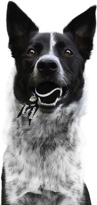 Show full view: Littlearth Ball Launcher Dog Toy, Pittsburgh Steelers slide 4 of 6