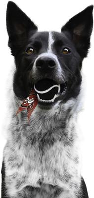 Show full view: Littlearth Ball Launcher Dog Toy, San Francisco 49ers slide 3 of 5