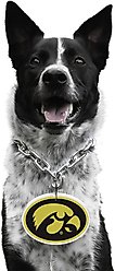 Littlearth NCAA Fan Chain for Dogs & Cats, Iowa Hawkeyes