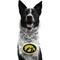 Show in main carousel: Littlearth NCAA Fan Chain for Dogs & Cats, Iowa Hawkeyes slide 1 of 7