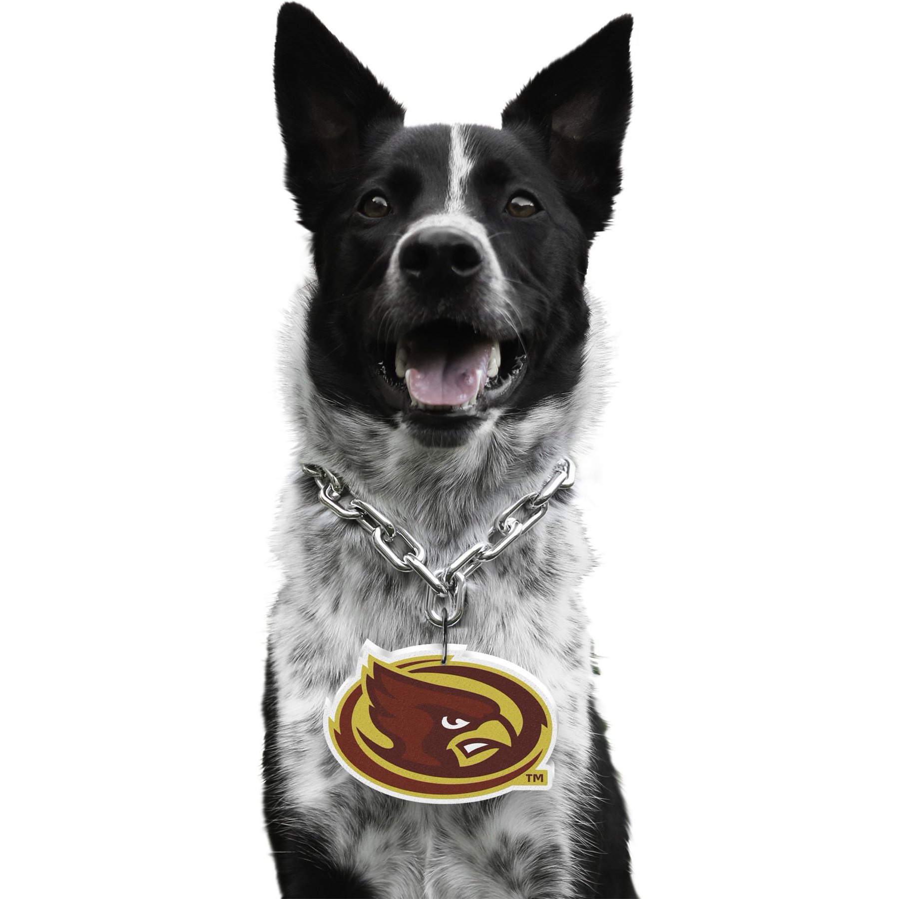 Littlearth NCAA Fan Chain for Dogs & Cats, Iowa State Cyclones