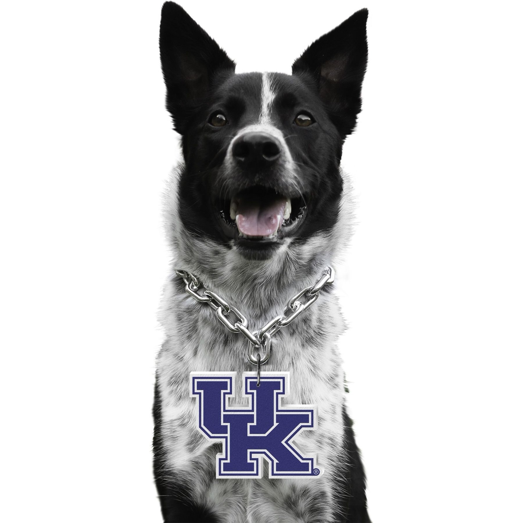 Littlearth NCAA Fan Chain for Dogs & Cats, Kentucky Wildcats