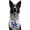 Show in main carousel: Littlearth NCAA Fan Chain for Dogs & Cats, Kentucky Wildcats slide 1 of 6