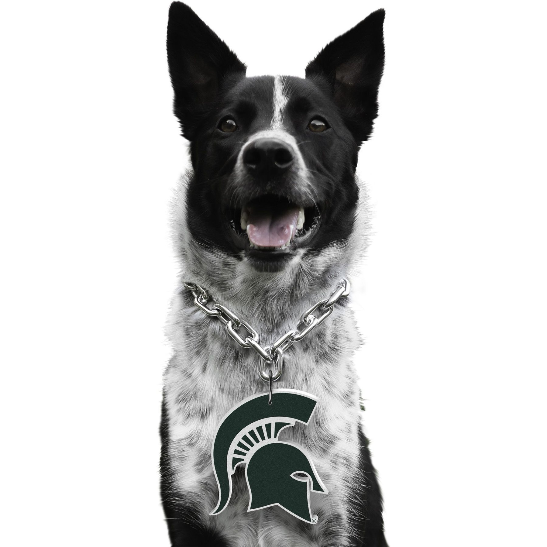 Littlearth NCAA Fan Chain for Dogs & Cats, Michigan State Spartans