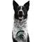 Show in main carousel: Littlearth NCAA Fan Chain for Dogs & Cats, Michigan State Spartans slide 1 of 6