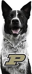 Littlearth NCAA Fan Chain for Dogs & Cats, Purdue Boilermakers