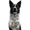 Show in main carousel: Littlearth NCAA Fan Chain for Dogs & Cats, Purdue Boilermakers slide 1 of 6
