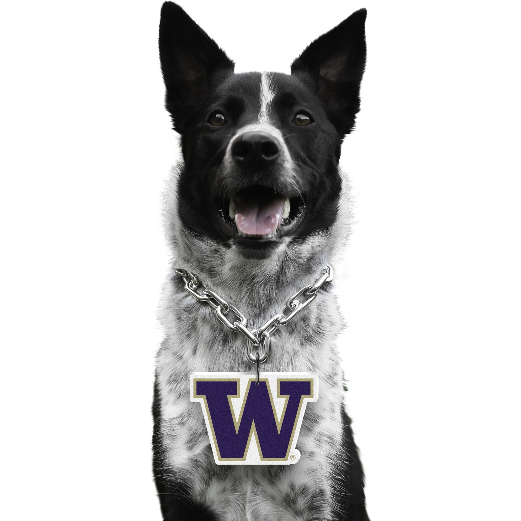 Littlearth NCAA Fan Chain for Dogs & Cats, Washington Huskies
