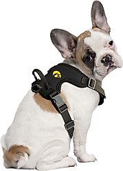 Littlearth NCAA Front Clip Dog Harness, Iowa Hawkeyes, Medium