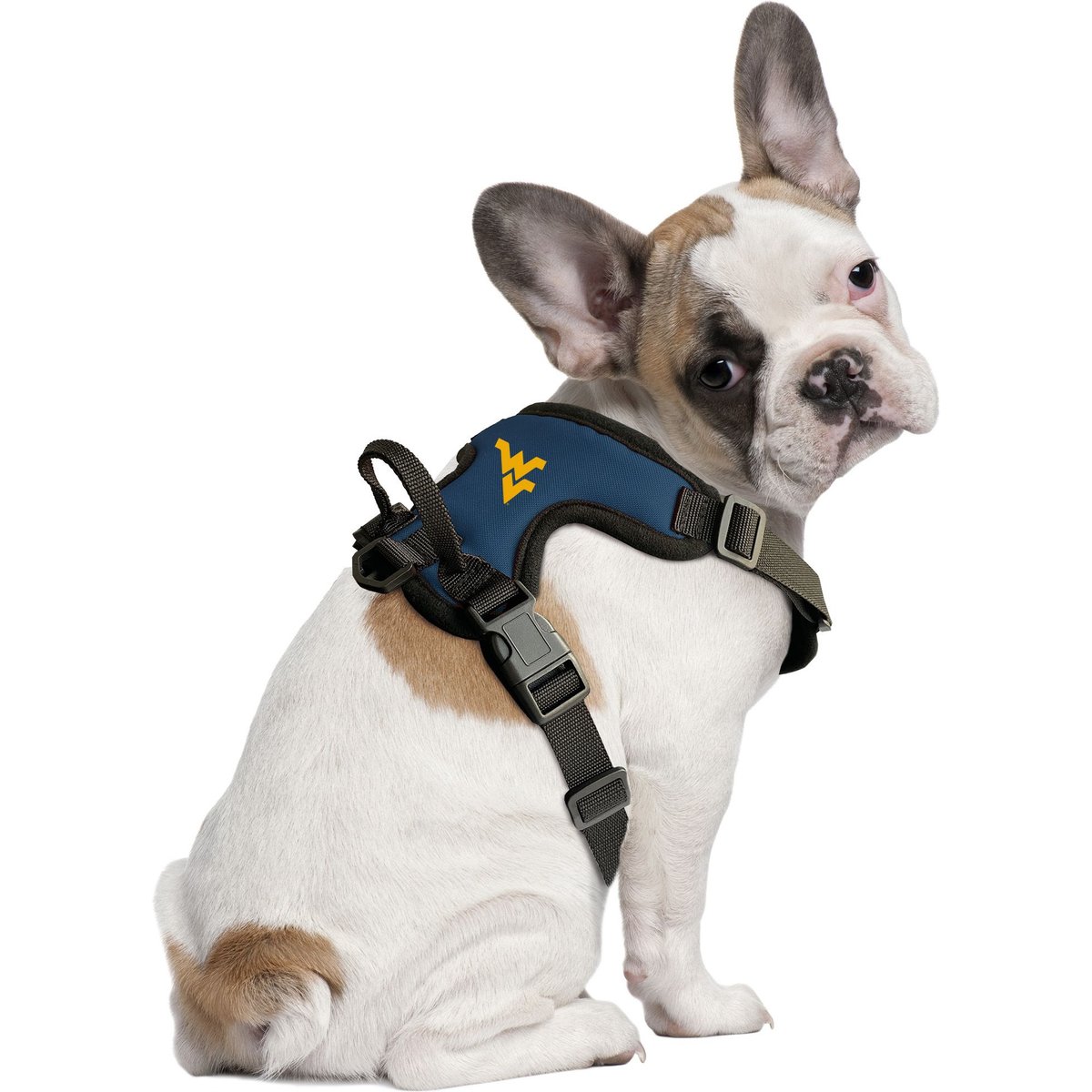 Littlearth NCAA Front Clip Dog Harness, West Virginia Mountaineers, X-Large