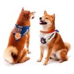Show in main carousel: Littlearth NCAA Home & Away Bandana Set for Dogs & Cats, Auburn Tigers, Small slide 1 of 5