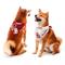 Show in main carousel: Littlearth NCAA Home & Away Bandana Set for Dogs & Cats, Oklahoma Sooners, Large slide 1 of 5