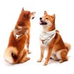 Show in main carousel: Littlearth NCAA Home & Away Bandana Set for Dogs & Cats, Texas Longhorns, Large slide 1 of 5