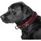 Show in main carousel: Littlearth NCAA Premium Dog & Cat Collar, Alabama Crimson Tide, Large slide 2 of 4