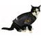 Show in main carousel: Littlearth NCAA Stretch Dog & Cat Jersey, Iowa Hawkeyes, Medium slide 5 of 8