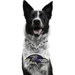 Show in main carousel: Littlearth NFL Fan Chain for Dogs & Cats, Baltimore Ravens slide 1 of 6