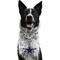Show in main carousel: Littlearth NFL Fan Chain for Dogs & Cats, Dallas Cowboys slide 1 of 6