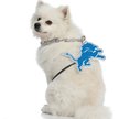 Show in main carousel: Littlearth NFL Fan Chain for Dogs & Cats, Detroit Lions slide 3 of 6