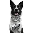 Show in main carousel: Littlearth NFL Fan Chain for Dogs & Cats, Philadelphia Eagles slide 1 of 6