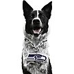Show in main carousel: Littlearth NFL Fan Chain for Dogs & Cats, Seattle Seahawks slide 1 of 6