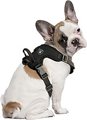 Littlearth NFL Front Clip Dog Harness, Oakland Raiders, Small slide 1 of 5
