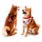Show in main carousel: Littlearth NFL Home & Away Bandana Set for Dogs & Cats, Cleveland Browns, Large slide 1 of 6