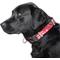 Show in main carousel: Littlearth NFL Premium Dog & Cat Collar, Arizona Cardinals, Large slide 2 of 4