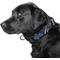 Show in main carousel: Littlearth NFL Premium Dog & Cat Collar, Carolina Panthers, Large slide 3 of 5