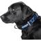 Show in main carousel: Littlearth NFL Premium Dog & Cat Collar, Dallas Cowboys, Large slide 2 of 4