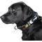 Show in main carousel: Littlearth NFL Premium Dog & Cat Collar, Green Bay Packers, Large slide 2 of 4