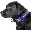 Show in main carousel: Littlearth NFL Premium Dog & Cat Collar, Minnesota Vikings, Large slide 2 of 4