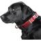 Show in main carousel: Littlearth NFL Premium Dog & Cat Collar, San Francisco 49ers, Large slide 2 of 4
