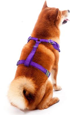 Show full view: Littlearth NFL Velvet Dog Harness, Minnesota Vikings, X-Large slide 3 of 7