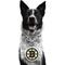 Show in main carousel: Littlearth NHL Fan Chain for Dogs & Cats, Boston Bruins slide 3 of 4