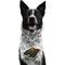 Show in main carousel: Littlearth NHL Fan Chain for Dogs & Cats, Minnesota Wild slide 3 of 4