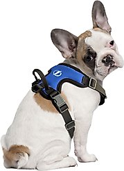 Littlearth NHL Front Clip Dog Harness, Tampa Bay Lightning, Large
