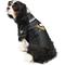 Show in main carousel: Littlearth NHL Stretch Dog & Cat Jersey, Pittsburgh Penguins, Medium slide 3 of 8