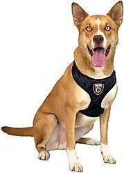 Littlearth NHL Velvet Dog Harness, Boston Bruins, Large slide 2 of 6
