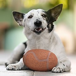 Littlearth NCAA Tough Chewer Dog Football Toy, Indiana Hoosiers slide 2 of 5