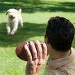 Show in main carousel: Littlearth Tough Chewer Dog Ball Toy, Kansas State Wildcats slide 4 of 6