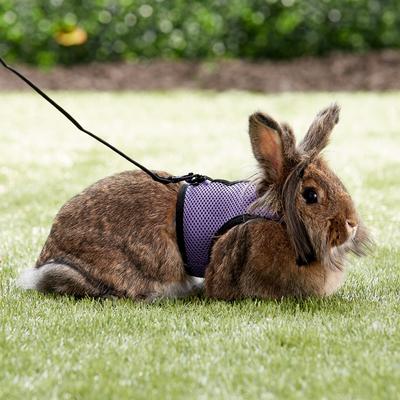 Show full view: Living World Small Animal Harness & Lead, Color Varies, Large slide 5 of 8