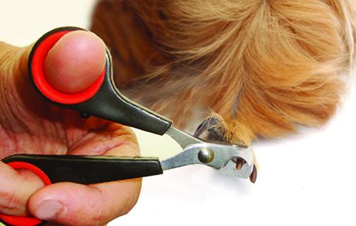 Show full view: Lixit Small Animal Grooming Kit slide 4 of 4