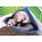 Show in main carousel: Lixit Small Pet Corner Litter Pan, Blue, Medium slide 7 of 7
