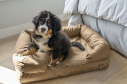 L.L.Bean Denim Premium Sofa Removable Cover Dog & Cat Bed, Burlap, Medium