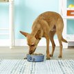 Show in main carousel: Loving Pets Bella Non-Skid Stainless Steel Dog & Cat Bowl, Blueberry, 1.75-cup slide 2 of 5